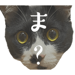 [LINEスタンプ] 猫の あずき と きなこ