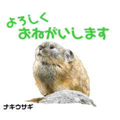 [LINEスタンプ] 北海道野鳥小動物スタンプbyMYPHOTO2