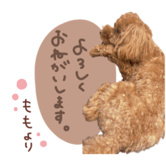 [LINEスタンプ] トイプードルのももちゃんdeformation