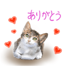 [LINEスタンプ] 可愛い猫達のイラストスタンプ