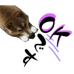 [LINEスタンプ] 柴犬から一言お返事 shibainu