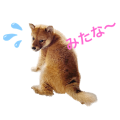 [LINEスタンプ] 柴わんこ 小豆の日記