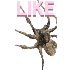 [LINEスタンプ] クモからシンプルな英語ーBIGの画像（メイン）
