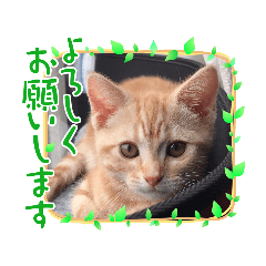 [LINEスタンプ] いろいろとりどり6