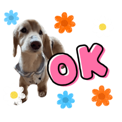 [LINEスタンプ] わんちゃんスタンプ☆ダックス