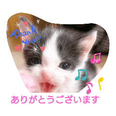 [LINEスタンプ] 普段使いの保護猫スタンプ2