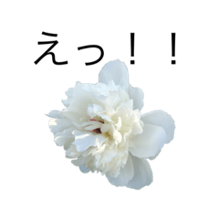 [LINEスタンプ] dodoスタンプ273花