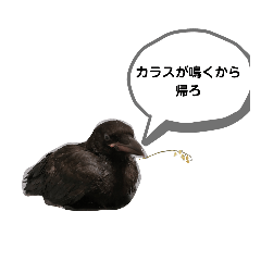 [LINEスタンプ] 鳩とカラスの色トリドリなスタンプです