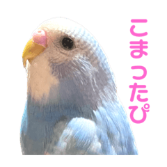 [LINEスタンプ] インコのみるさん