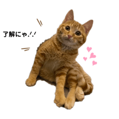 [LINEスタンプ] 猫ちゃんの日常スタンプ〜茶トラ〜