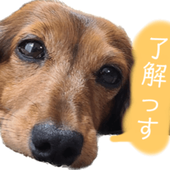 [LINEスタンプ] 宇那木家のわんこ