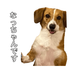 [LINEスタンプ] 犬のこなつスタンプ4