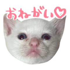 [LINEスタンプ] ねこのとろくん