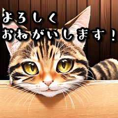 [LINEスタンプ] あいさつねこすたんぷ