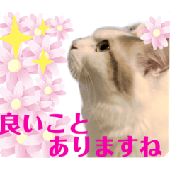 [LINEスタンプ] 幸せの姫猫アーニャ 7お洒落な《➕の言葉》