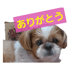 [LINEスタンプ] こっちゃん(7)