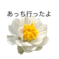 [LINEスタンプ] 花 dodoスタンプ274 flower