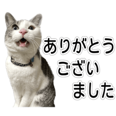 [LINEスタンプ] しま男敬語スタンプ