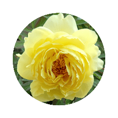 [LINEスタンプ] ハナハナ花003