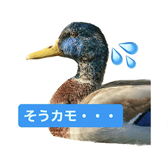 [LINEスタンプ] みんなの鳥フォトLINEスタンプ1