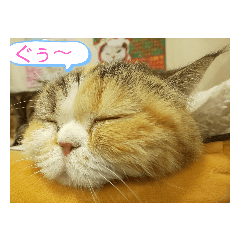 [LINEスタンプ] にゃんこってば