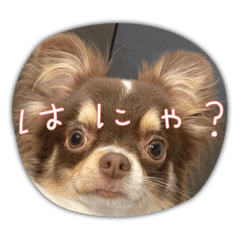 [LINEスタンプ] 犬（チワワ）スタンプの画像（メイン）