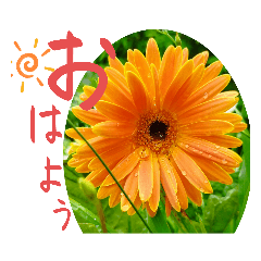 [LINEスタンプ] 花ことば花に添えて