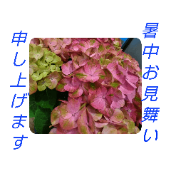 [LINEスタンプ] WhitePearl【紫陽花】縦·横 夏の挨拶