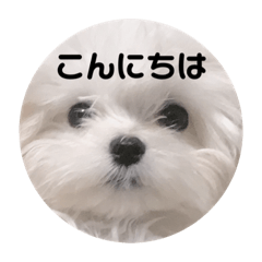 [LINEスタンプ] ぴーたのスタンプ2