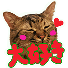 [LINEスタンプ] うちのぽんちゃんだよ