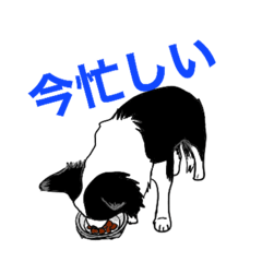 [LINEスタンプ] ボーダーコリーCOCOの日々