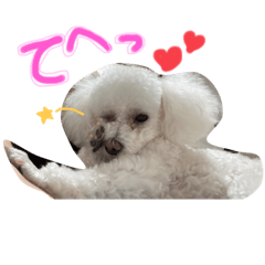 [LINEスタンプ] 犬（トイプードル）の日常