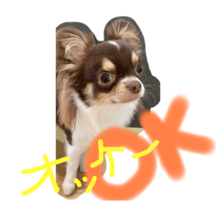 [LINEスタンプ] 犬（チワワ）の日常