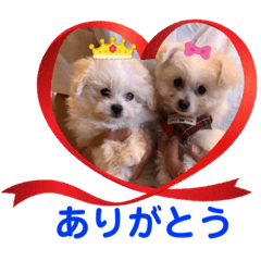 [LINEスタンプ] ちょんまげトリオと家族達