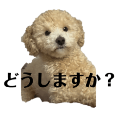 [LINEスタンプ] 敬語のロト