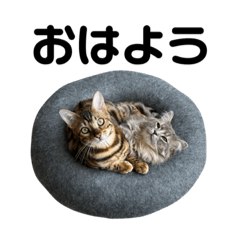 [LINEスタンプ] サイベリアンとベンガル#1