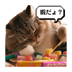 [LINEスタンプ] ゲーマー猫ちゃん