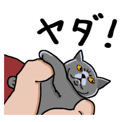 [LINEスタンプ] かわいいブリティッシュショートヘア2