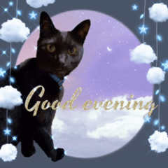 [LINEスタンプ] 動く黒猫ハルくんとロビンちゃん5