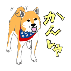 [LINEスタンプ] 柴犬（赤×黒）