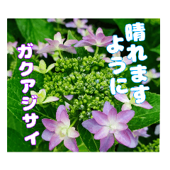 [LINEスタンプ] 初夏の山野草で、ご挨拶