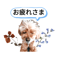 [LINEスタンプ] 愛犬スタンプトイプードル