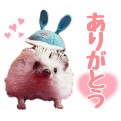 [LINEスタンプ] ハリネズミたいちゃんの日常