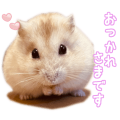 [LINEスタンプ] ジャンガリアンハムスターのはむちゃん