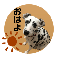 [LINEスタンプ] チャコティコシェイク【丁寧・敬語】