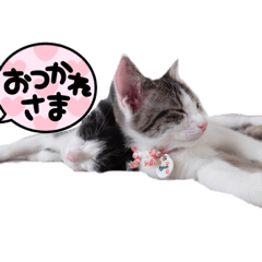 [LINEスタンプ] 猫スタンプだぞっ！