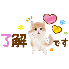 [LINEスタンプ] かわいい猫❤️敬語❤️チビカワ猫よく使うの画像（メイン）
