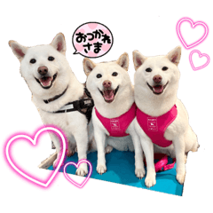 [LINEスタンプ] 白柴ファミリー♡