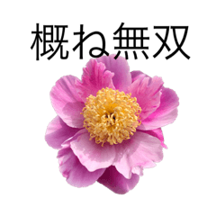 [LINEスタンプ] 花 dodoスタンプ279flowerの画像（メイン）