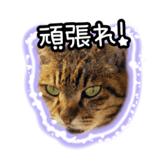 [LINEスタンプ] 猫のプーちゃんスタンプの画像（メイン）